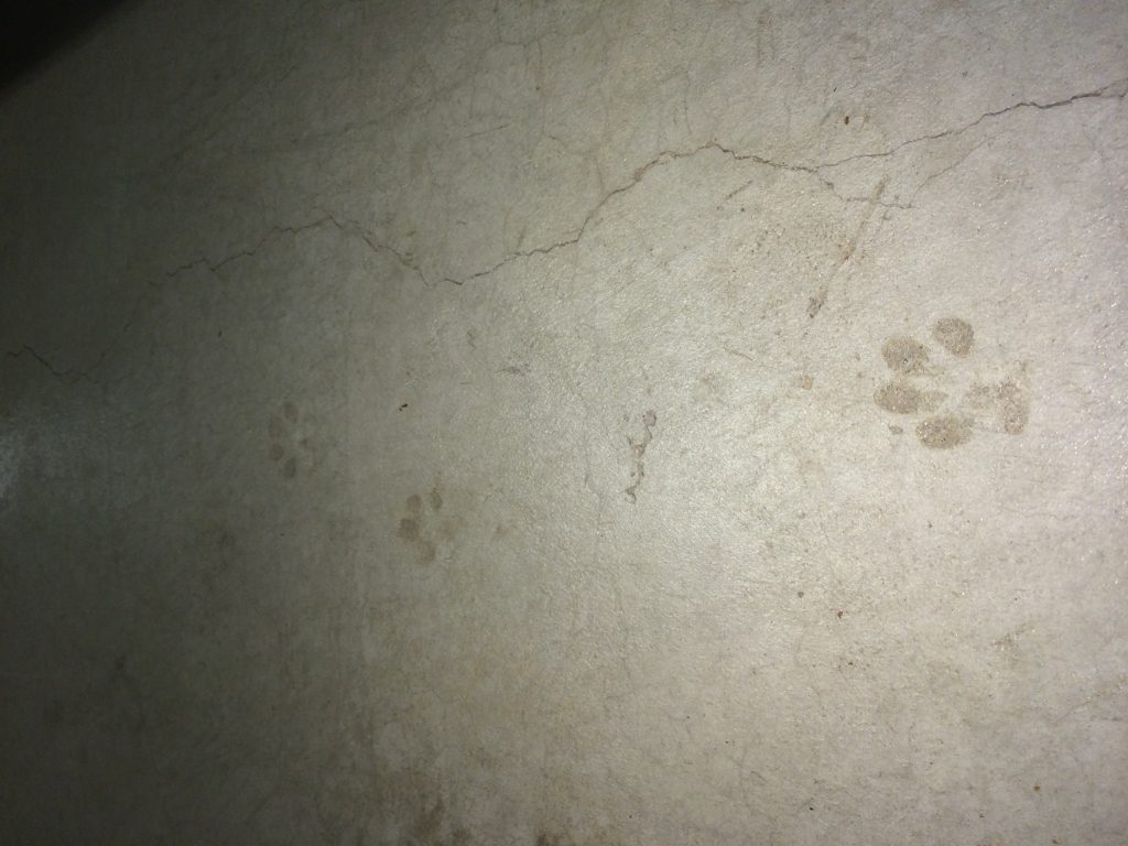 Paw prints scar the floor of the HBLL basement. Explanations about the mysterious prints point to a ghost dog. 