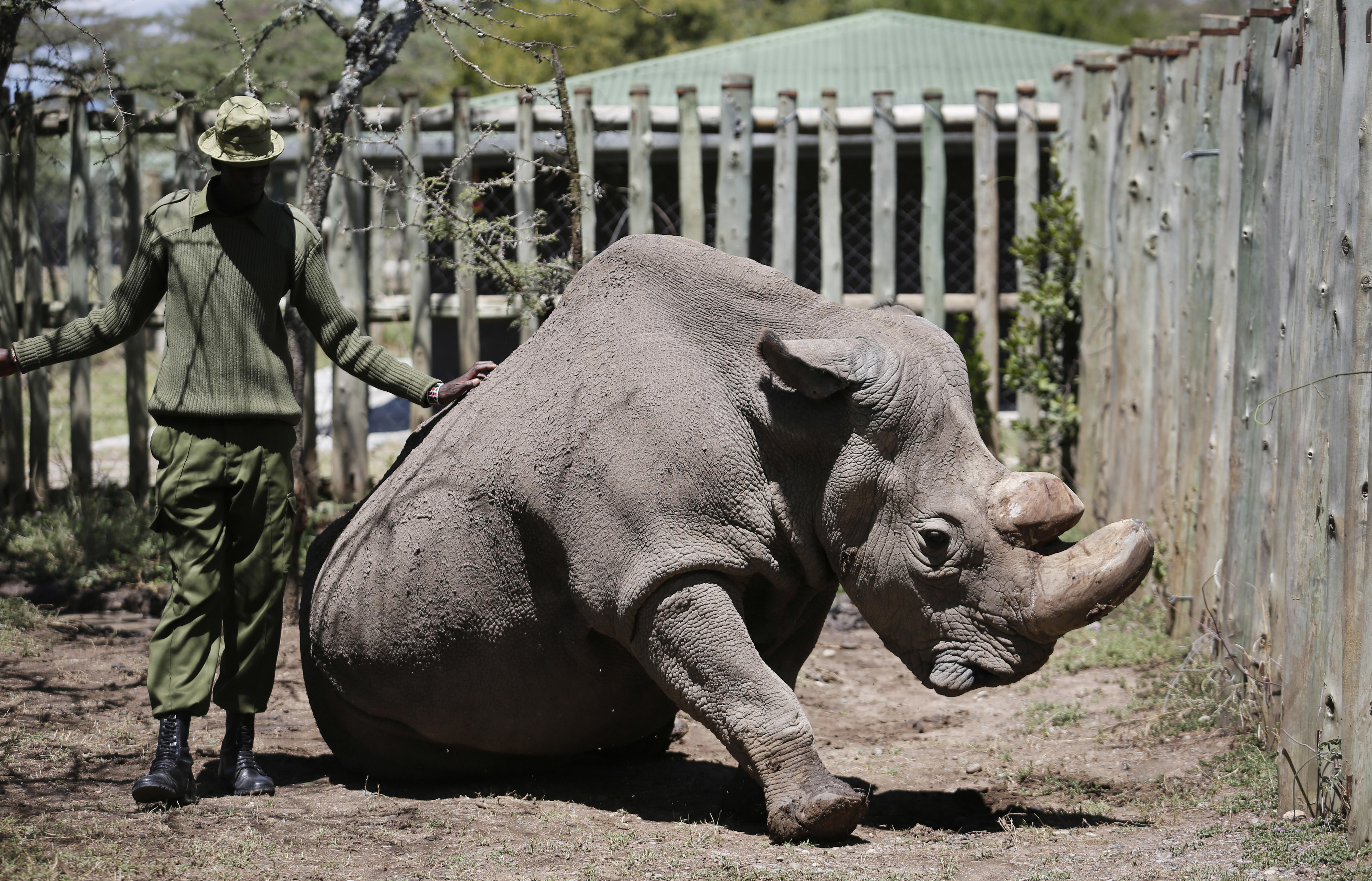 Белый носорог сколько осталось. Северный белый носорог Судан. Африканский белый носорог. Северный белый носорог вымер. Белый носорог вымер.