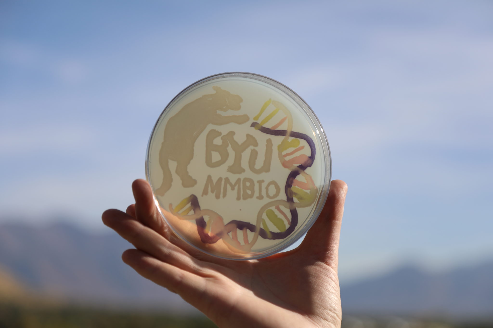 BYU students paint with bacteria for the Agar Art Competition - The