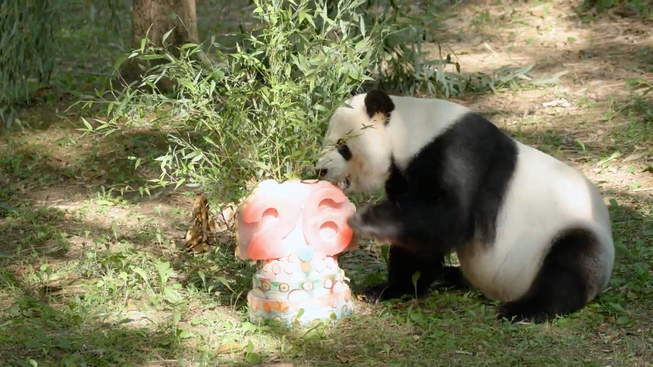 This panda eating a cake has made our lives complete -  HelloGigglesHelloGiggles